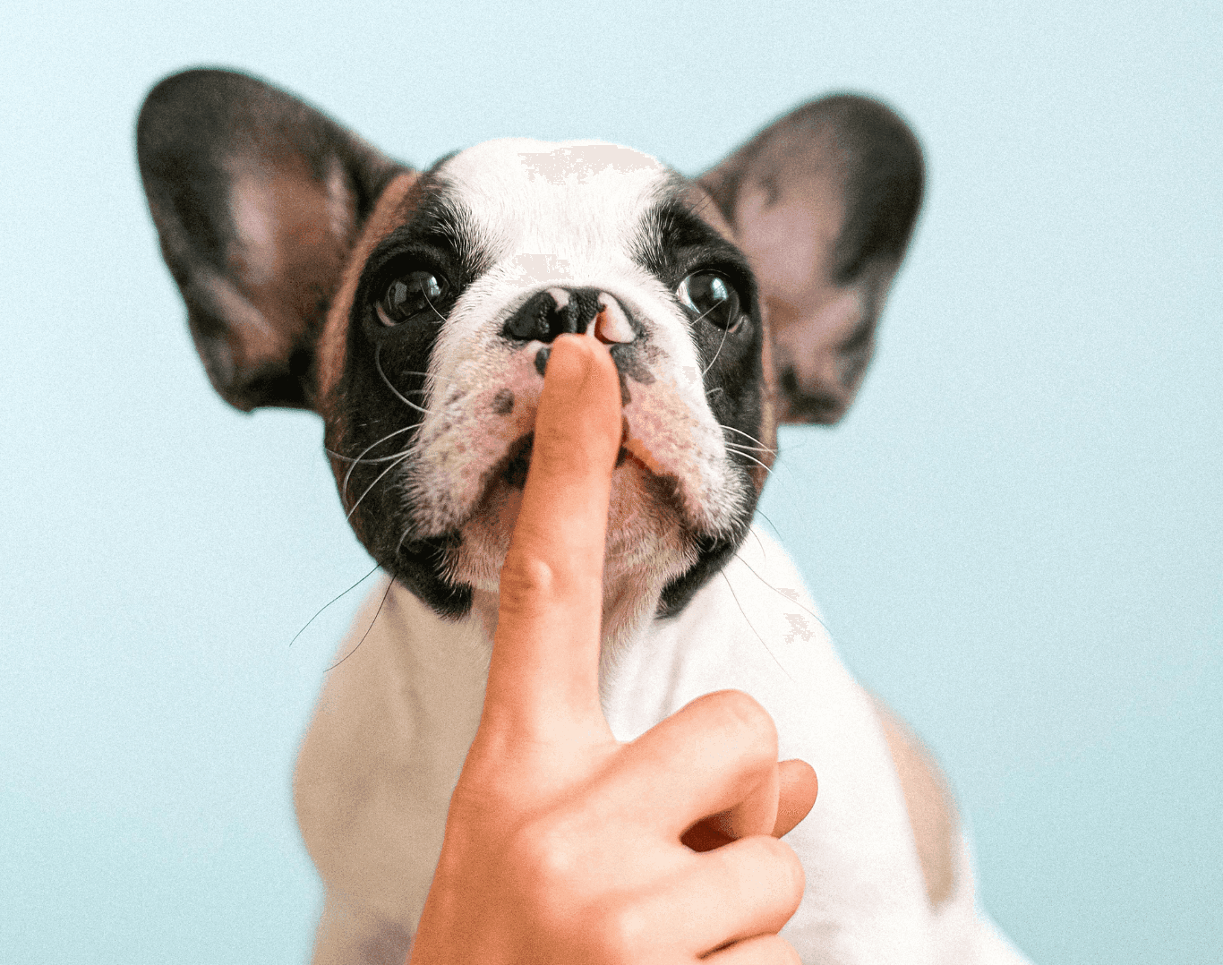 Close-up of a French Bulldog with a finger held to its lips, symbolising quietness and silence.